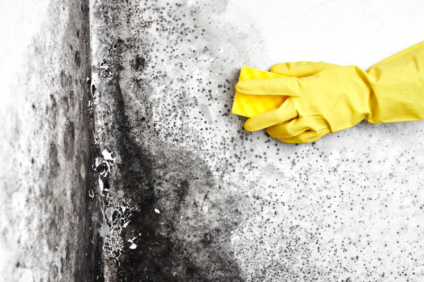 Best Mold Testing and Removal  in Palmview, TX