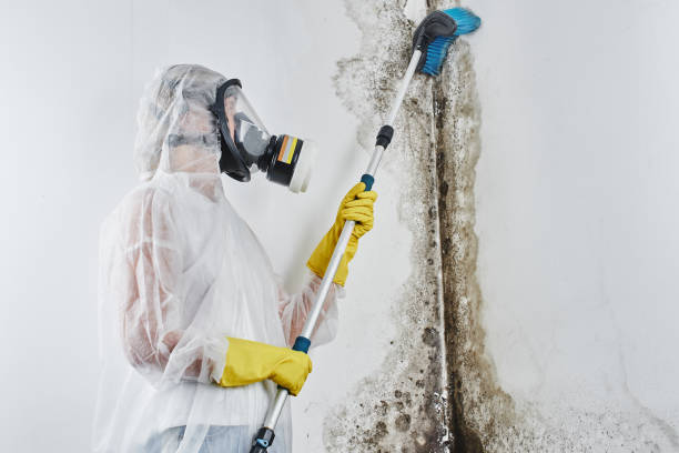 Best Certified Mold Removal  in Palmview, TX