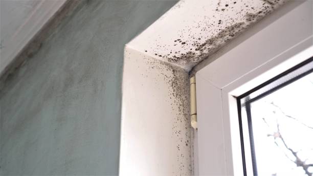 Best Mold Damage Repair  in Palmview, TX
