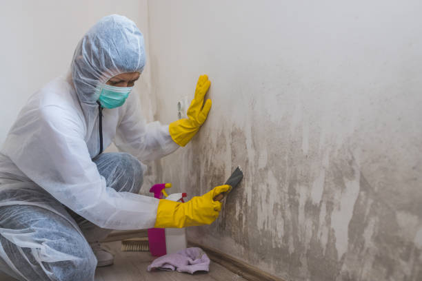Best Toxic Mold Removal  in Palmview, TX
