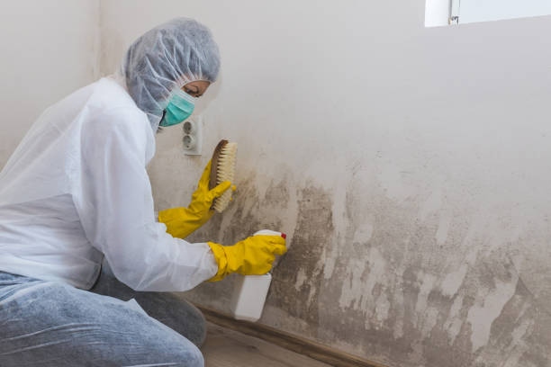 Best Mold Inspection  in Palmview, TX