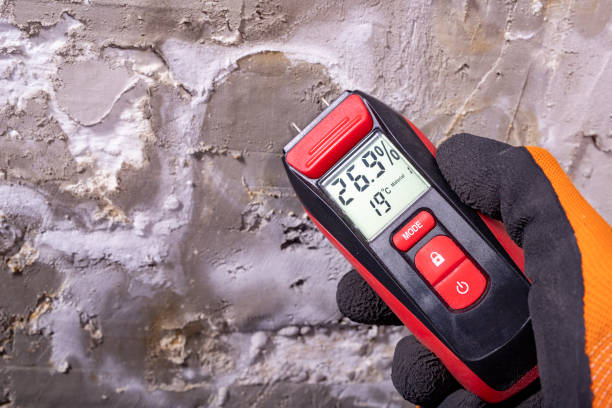 Best Professional Mold Removal  in Palmview, TX