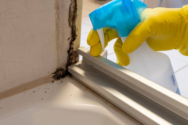 Best Mold Remediation  in Palmview, TX