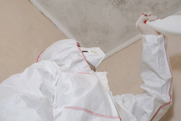 Reliable Palmview, TX Mold Removal Solutions