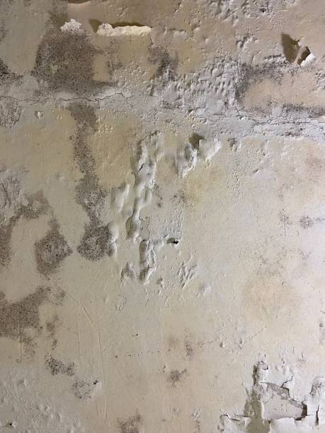 Best Mold Testing  in Palmview, TX