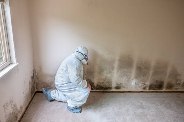 Mold Testing and Removal in Palmview, TX