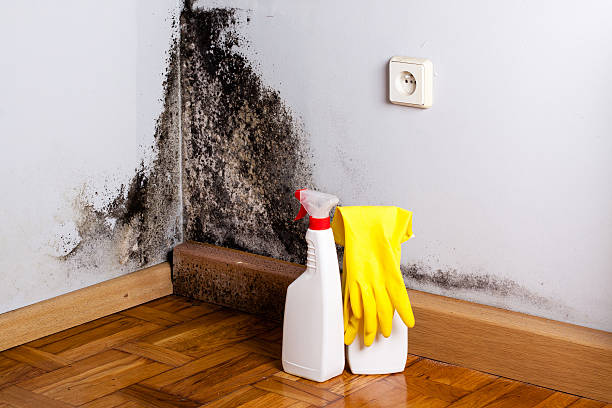 Best Home Mold Removal  in Palmview, TX