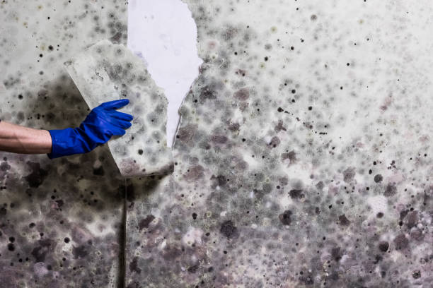 Palmview, TX Mold Removal Company