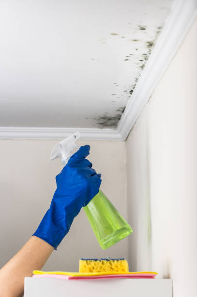 Best Attic Mold Removal  in Palmview, TX